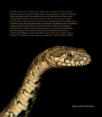 shop-livres-dans-la-peau-des-serpents-de-france-3