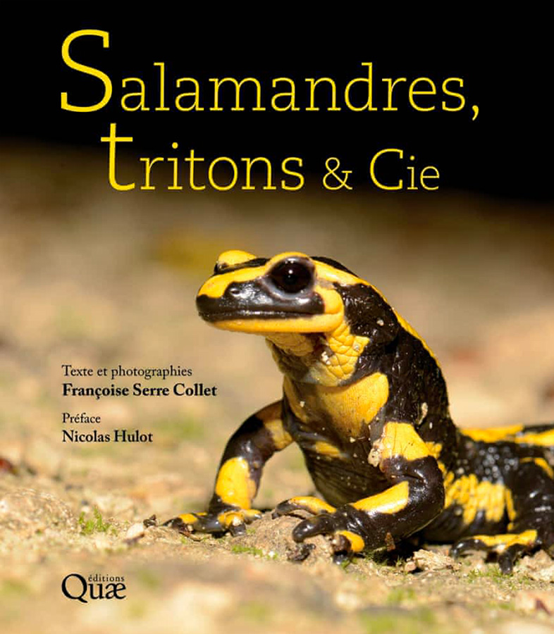 Oh, les belles grenouilles brunes - La Salamandre